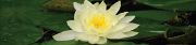 Water Lily (D)